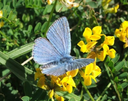 50-Vauville-azure-bleu-celeste