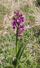 50-Vauville-orchis-laxiflora-2004