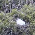 Une aigrette construit son nid à Tatihou