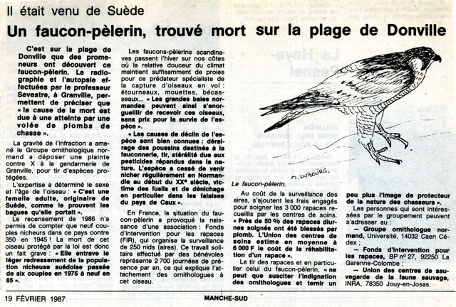 19870212-50-donville-faucon-peleri-1.jpg