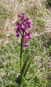 50-Vauville-orchis-laxiflora-2004.jpg